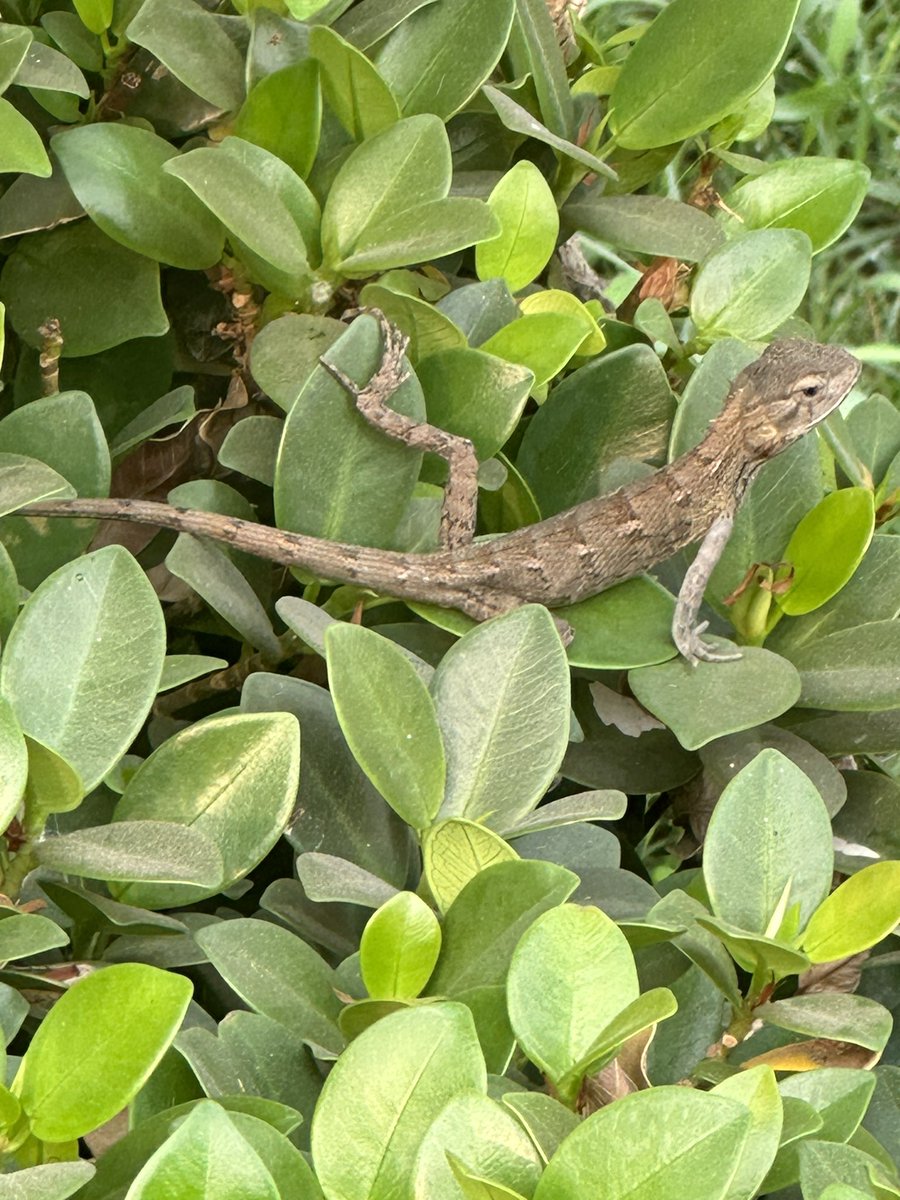 mishika_singh's tweet photo. My favorite timepass in my free time is capturing photos of chameleons ….
#chameleons #photography #Nature #Changingcolour #Peoplechange #lizard https://t.co/ghu0GdccF9