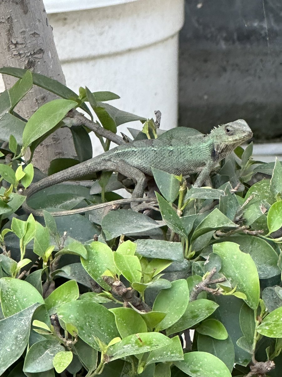 mishika_singh's tweet photo. My favorite timepass in my free time is capturing photos of chameleons ….
#chameleons #photography #Nature #Changingcolour #Peoplechange #lizard https://t.co/ghu0GdccF9