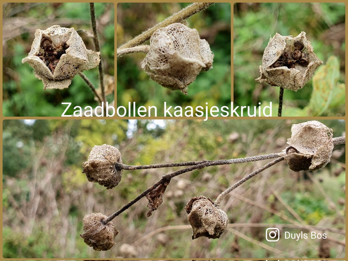 DuylsBos's tweet image. Het kaasjeskruid (Malva) heeft naast een zomer lang mooie bloemen, nu nog mooie zaadbolletjes. Zo heb je er lang plezier van in de tuin 🌸
#malva #kaasjeskruid #indetuin #zaad #zaadbollen #zaaien
