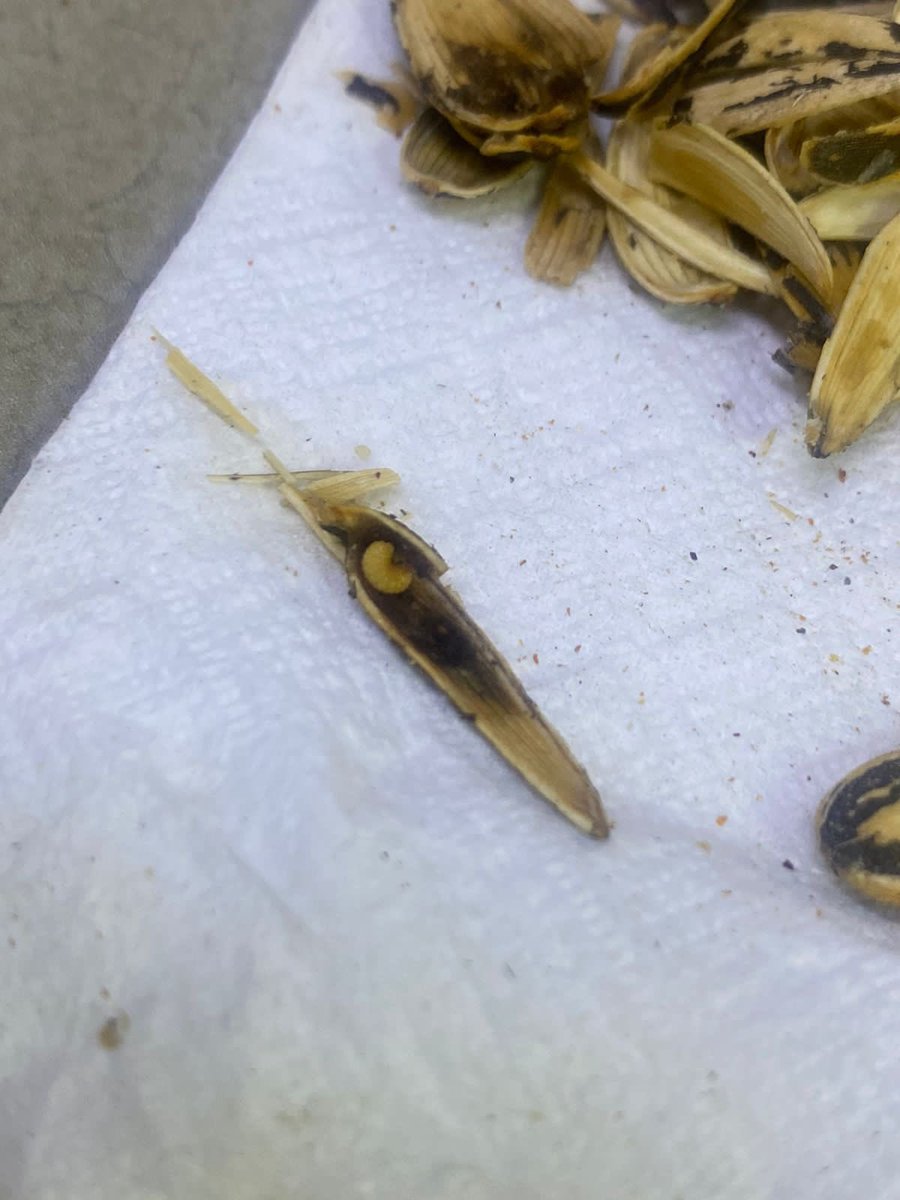 Ange Acosta tweet media