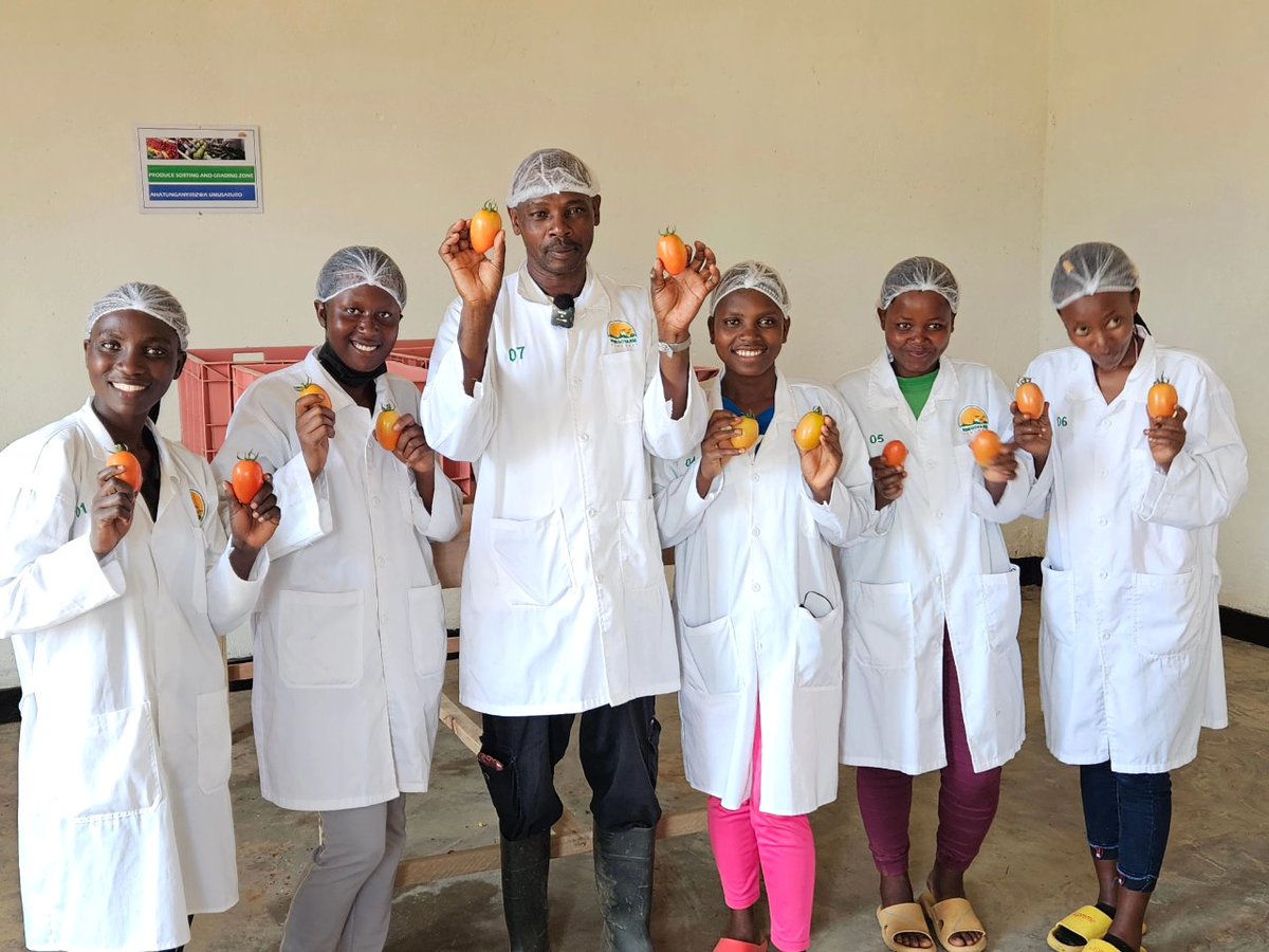 At @NdegoFarm Greenhouse farming operations in the Eastern Province of #Rwanda 🇷🇼, we are intentional about employing women from the local community. In addition to the employment, we also train them in acquiring new skills. #RwOT #greenhousefarming #WomenEmpowerment #jobcreation