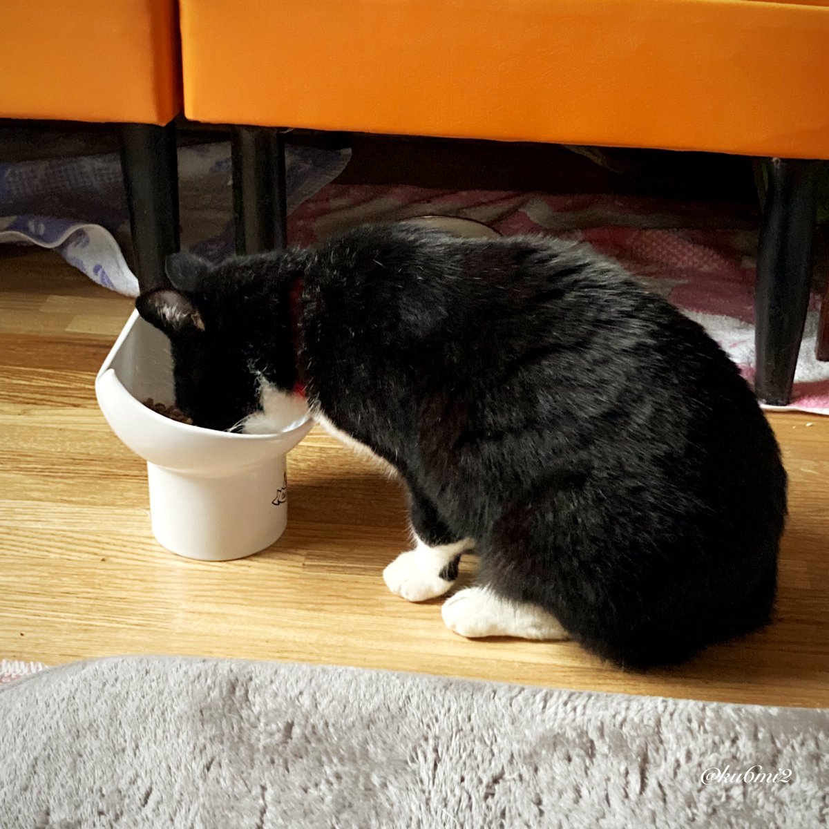 ku6mi2's tweet photo. カリカリだけの時はちゃんと正面から食べるから、猫缶の時限定かしら。 https://t.co/Be781l15h8