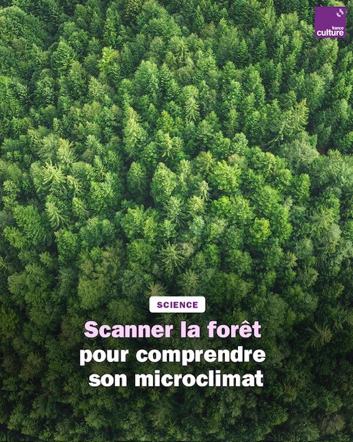 Une forêt très dense vue de haut, titre : Scanner la forêt pour comprendre son microclimat.