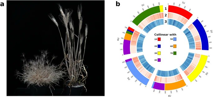 Wheat Initiative tweet media