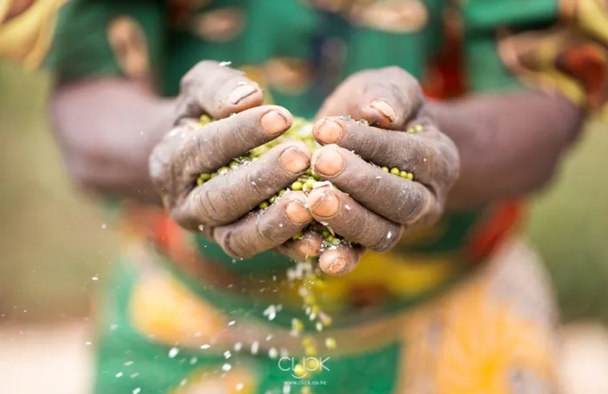 mwarv's tweet photo. The government's intended sale of Kenya Seed Company should be stopped. 

A majority of us come from farming families, having been educated and brought up from the proceeds of farming. https://t.co/WXI85RzMJH