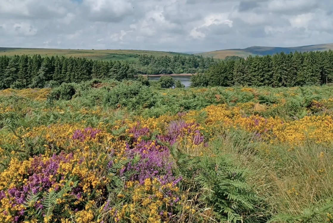 Try a new walking route from Our Upland Commons team 💚 Weaving past brooks that first brought settlers to the moor, you'll discover how water has been managed for people, livestock, and nature over the years. Follow the route ➡️ bit.ly/3GjWYkI 📸 © - Our Upland Commons