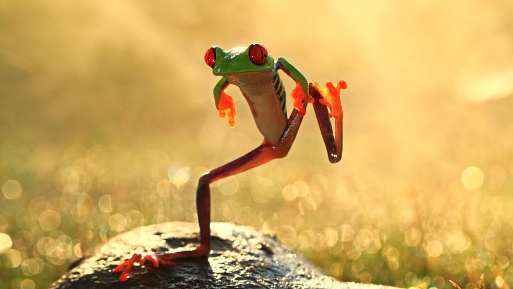 $FROG time to stop the #competition and these fake #frog #tokens out the way! There can only be one true #FrogCoin