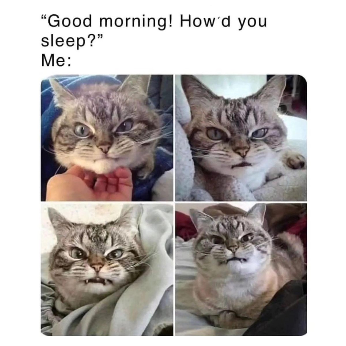 whatdoyouthink 😠

#notamorningperson #catmeme #funnycatmeme #grumpycat #meme #funnymemes #funnymemesdaily #dumbbutfunny #mademelaugh