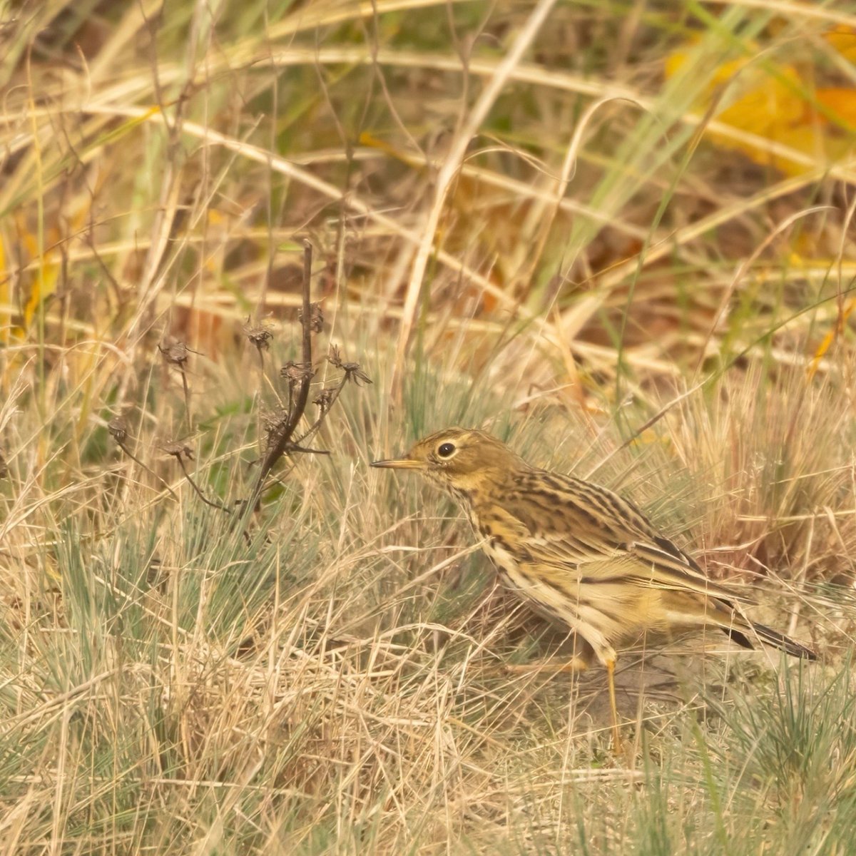 hè, wat loopt daar zo te struinen in de duinen? de graspieper!😀

#graspieper #meadowpipit #anthuspratensis #kwikstaart