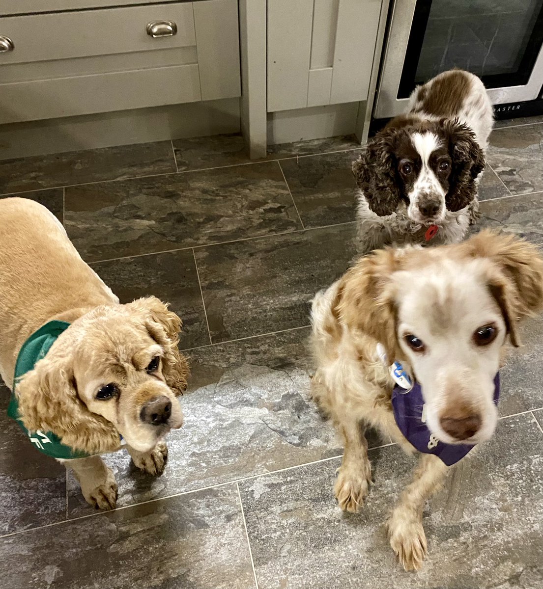 SpanielsSuper's tweet image. Is that sausages you have there mum?
For dad’s breakfast?……..
😳😳😳

Oh that’s what you’re telling him? #WeGetIt 

#DadThinksTheyAreForHim

But we know the truth 😂😂😂