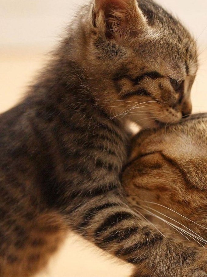 raullopez_01's tweet photo. @jaimeeee14 Buenas noches :) https://t.co/6cFTGhr3Ue