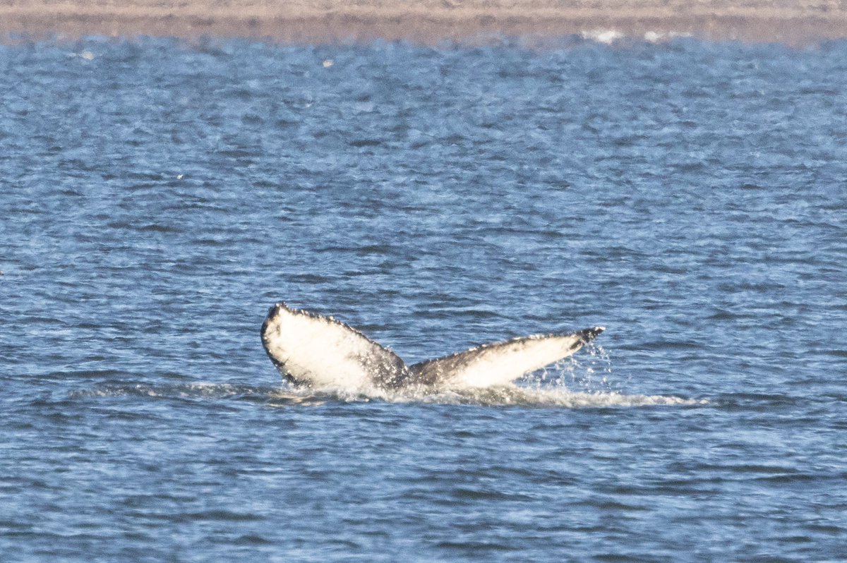 A few stills from the humpback whale at Chanonry Point it was alone for days 1&2 but then joined by a 2nd Humpback on day 3 #HumpbackWhale #Whale @whalesorg #MorayFirth #ChanonryPoint #Highlands @WildlifeMag @BBCSpringwatch @CanonUKandIE #CanonR7