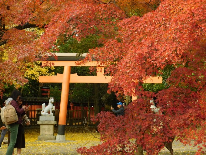 「神社 鳥居」のTwitter画像/イラスト(新着)