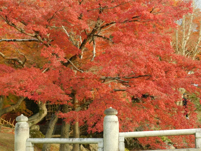 イロハモミジの紅葉、葉っぱがかなり散り始めているので紅葉狩りは今週末くらいが限界でしょうか。The Autumn Color of Maple leaves 