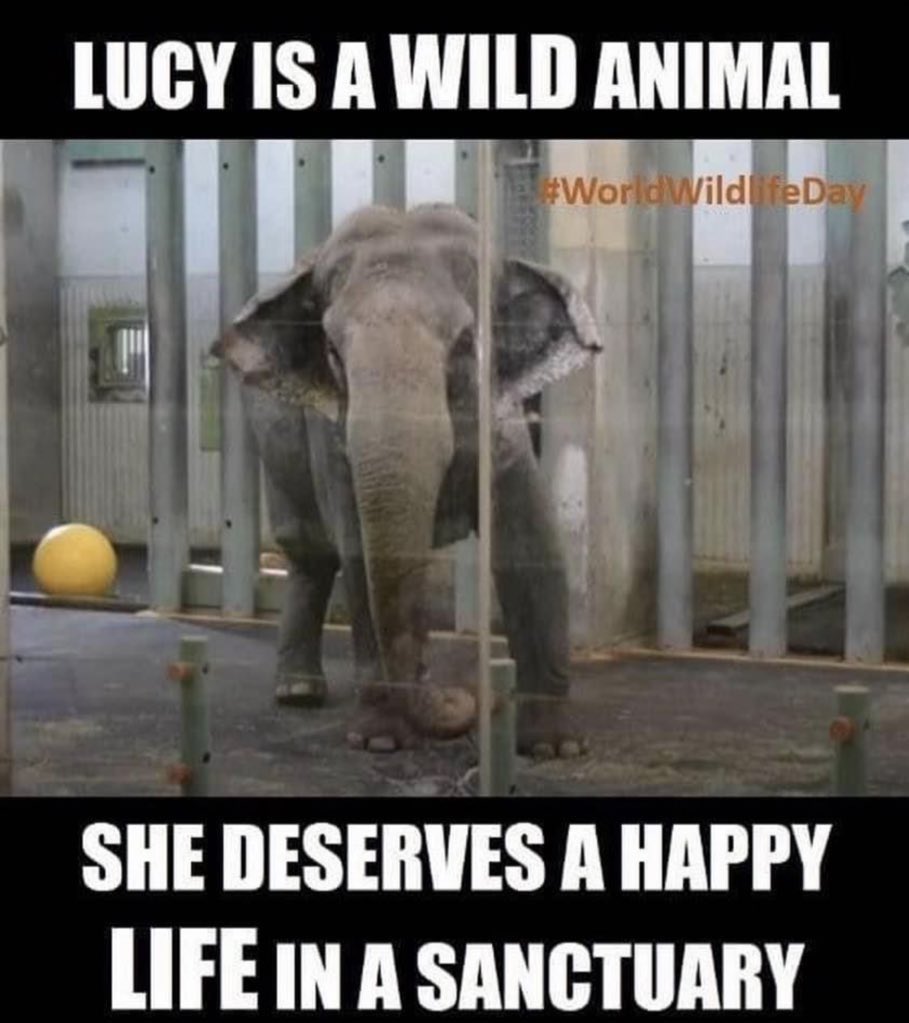 Cosmicbrigade's tweet photo. Always try to put yourself in others position before making  decisions. @kerentangyeg @Erinforanirniq 
Lucy is forced to live in cramped, unnatural conditions that could not possibly met her needs, causing immense &amp; unrelenting suffering.
This is what ppl taxes are paying  4 WHY https://t.co/OZUgw59hVX