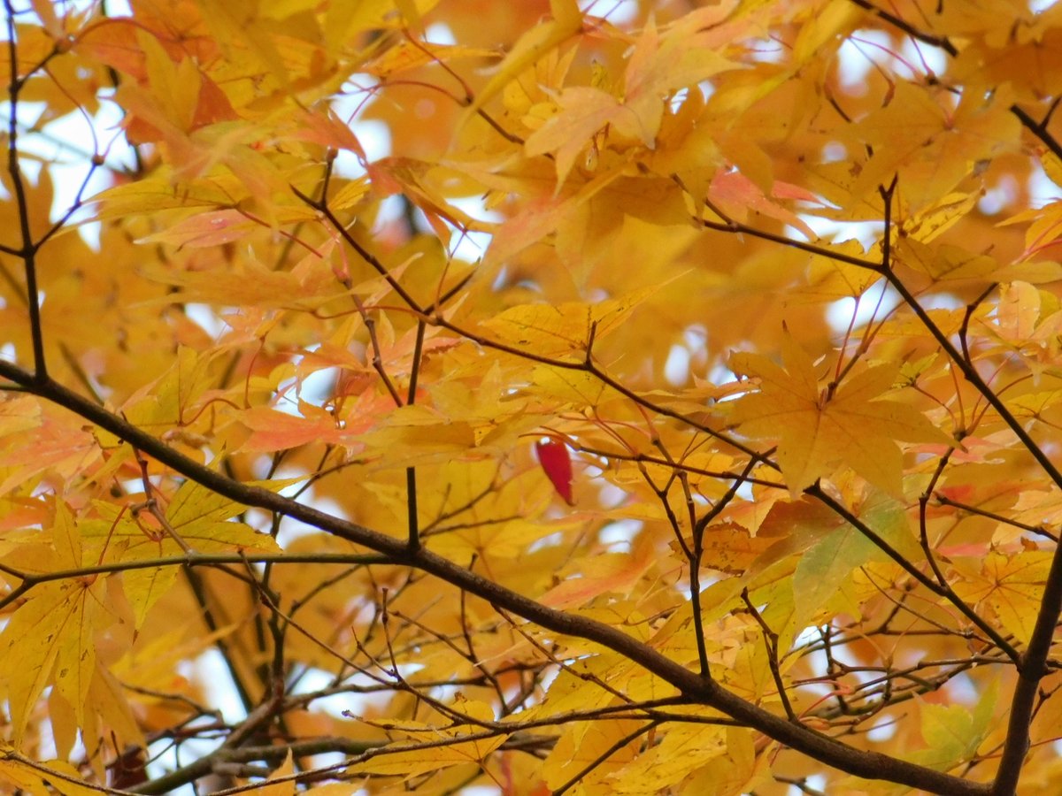 「イロハモミジの紅葉、葉っぱがかなり散り始めているので紅葉狩りは今週末くらいが限界」|米田仁士 Hitoshi Yonedaのイラスト