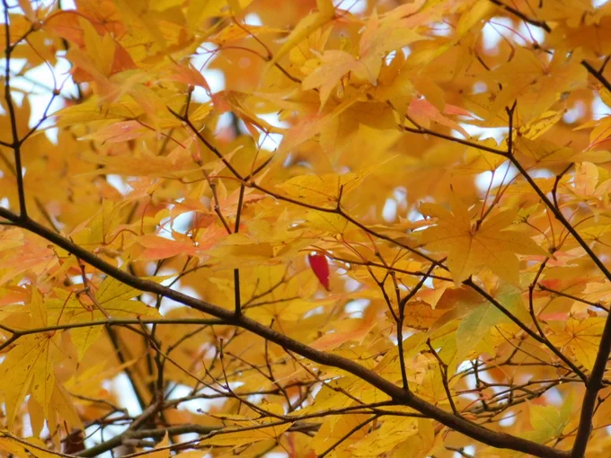 イロハモミジの紅葉、葉っぱがかなり散り始めているので紅葉狩りは今週末くらいが限界でしょうか。The Autumn Color of Maple leaves 