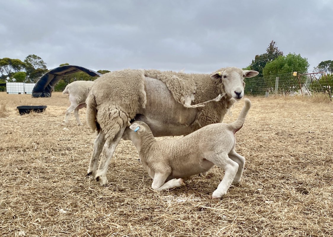 CallissClan's tweet photo. #June & #Jim #JimSpam #JimBug #Lambies2023 https://t.co/RXXxF7F3WJ