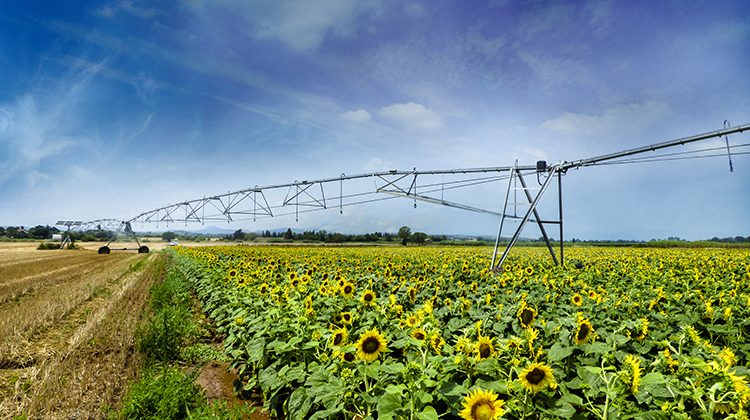 Etude #irrigation #DRAAF
A rebours des idées reçues, les surf irriguées en <a href="/NvelleAquitaine/">Nouvelle-Aquitaine</a> sont stables depuis 20 ans. l'irrigation est un facteur ↗️de la diversification, avec une  ↘️ du mais et  ↗️ des oleoproteagineux (soja), vergers et légumes ou bio
 bit.ly/irrigaNA
