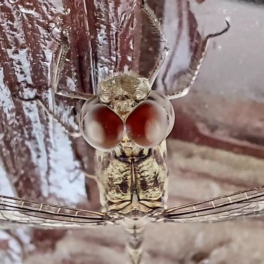 BirdsDelightJpr's tweet photo. Captured using mobile macro lens. Look at his eyes. Aren't they looking charming?
#MobilePhotography
#macro
#macrophotography
#insects
#insectphotography
#dragonfly
 #Jaipur 🇮🇳 
#ThePhotoHour 
#NatureInFocus
#TwitterNatureCommunity https://t.co/rWanfxvo66