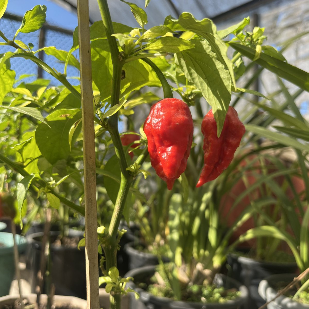 Favourite red this season!! 
#kingchilli - Nagas’ favourite.