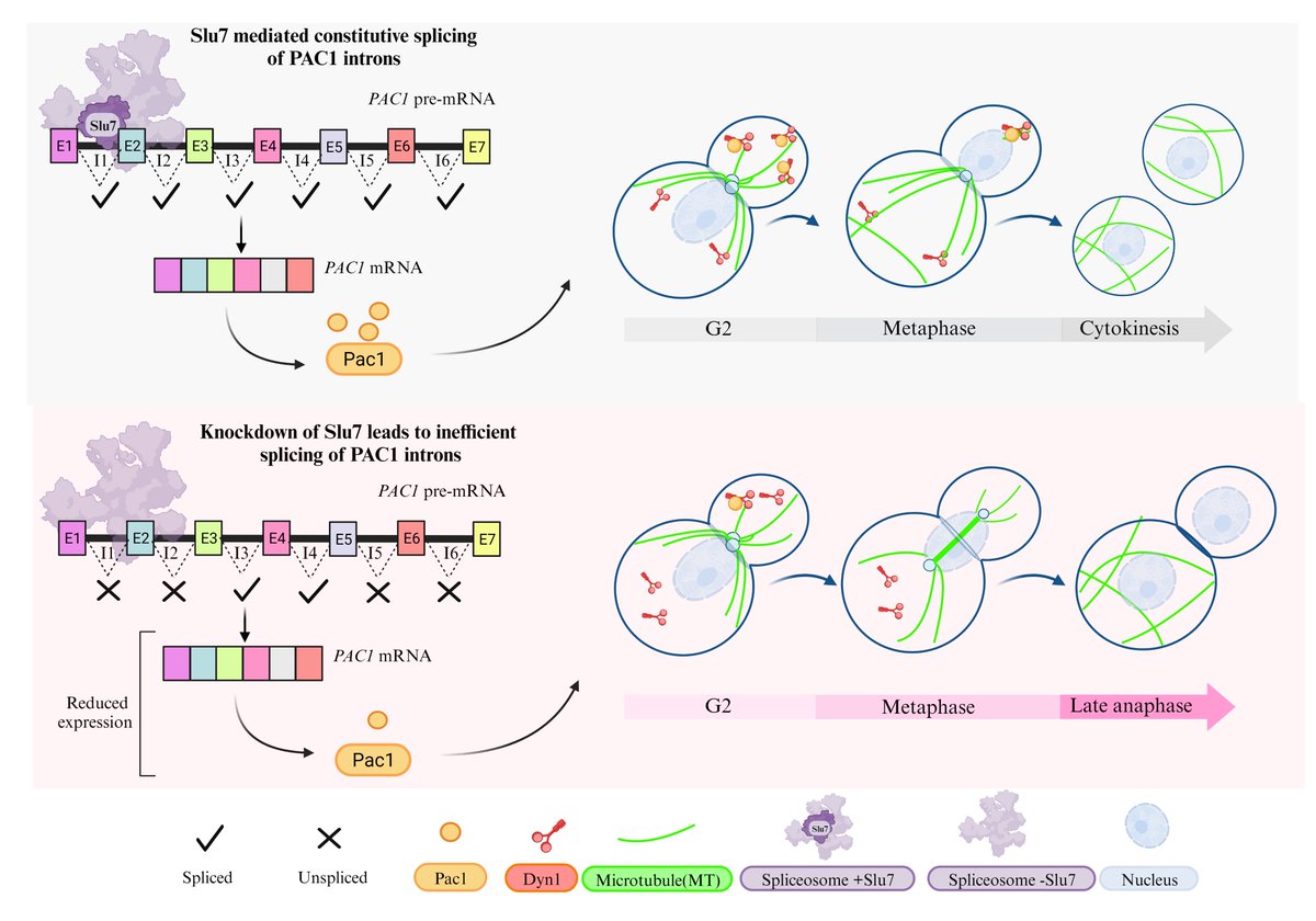 priyavinup's tweet image. 📢 Preprint alert📢 
One of the chapters of my thesis is now available as preprint. This is about the importance of pre-mRNA splicing during cell cycle progression in human pathogen C. neoformans.
biorxiv.org/content/10.110…

#RNA #splicing #cellcycle #cryptococcus
