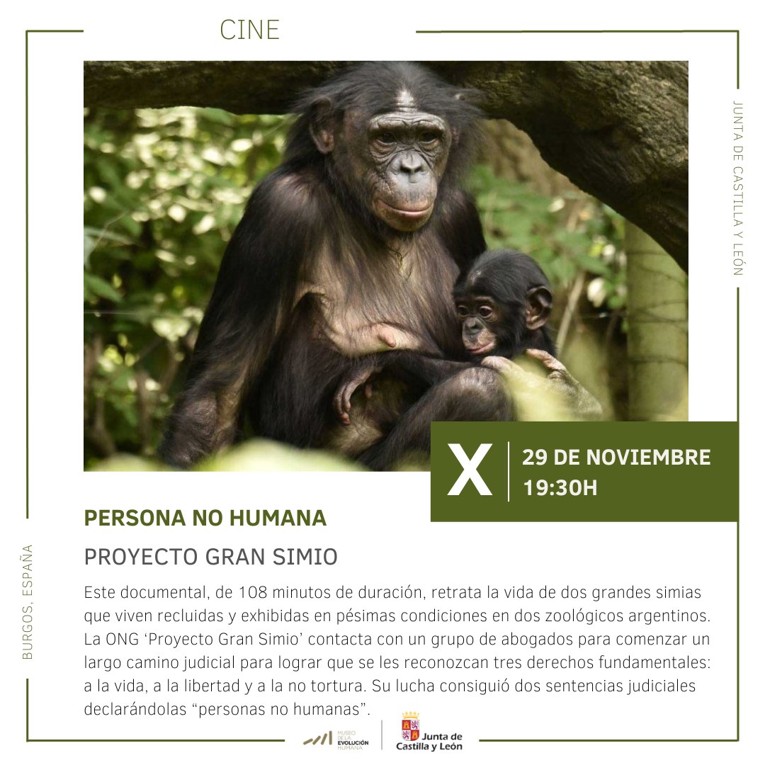 museoevolucion's tweet photo. Descubre este documental de 108 minutos que retrata la vida de dos grandes simias en condiciones precarias en zoológicos argentinos.
📅 Mañana, 29 de noviembre, a las 19:30h
#MEH #Atapuerca #Burgos #MuseosEspaña #EvoluciónHumana #CastillayLeón #Simias #ONG #ProyectoSimio https://t.co/O6MrEmAK7B