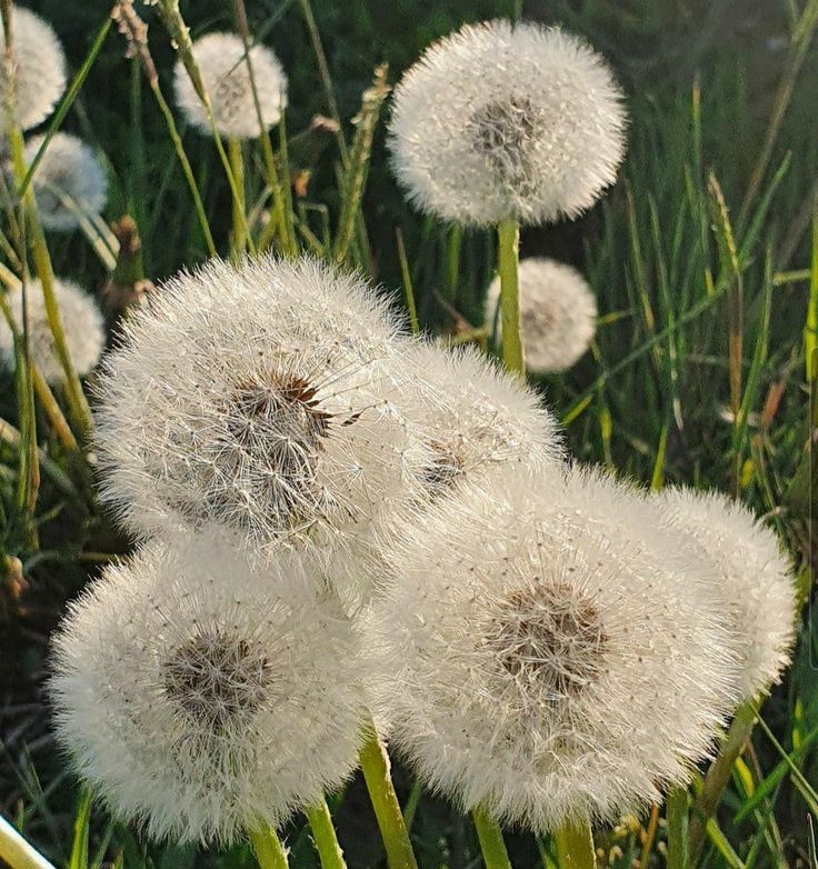 mycelticmoon's tweet photo. Dandelions. https://t.co/aDOvpFA0kh