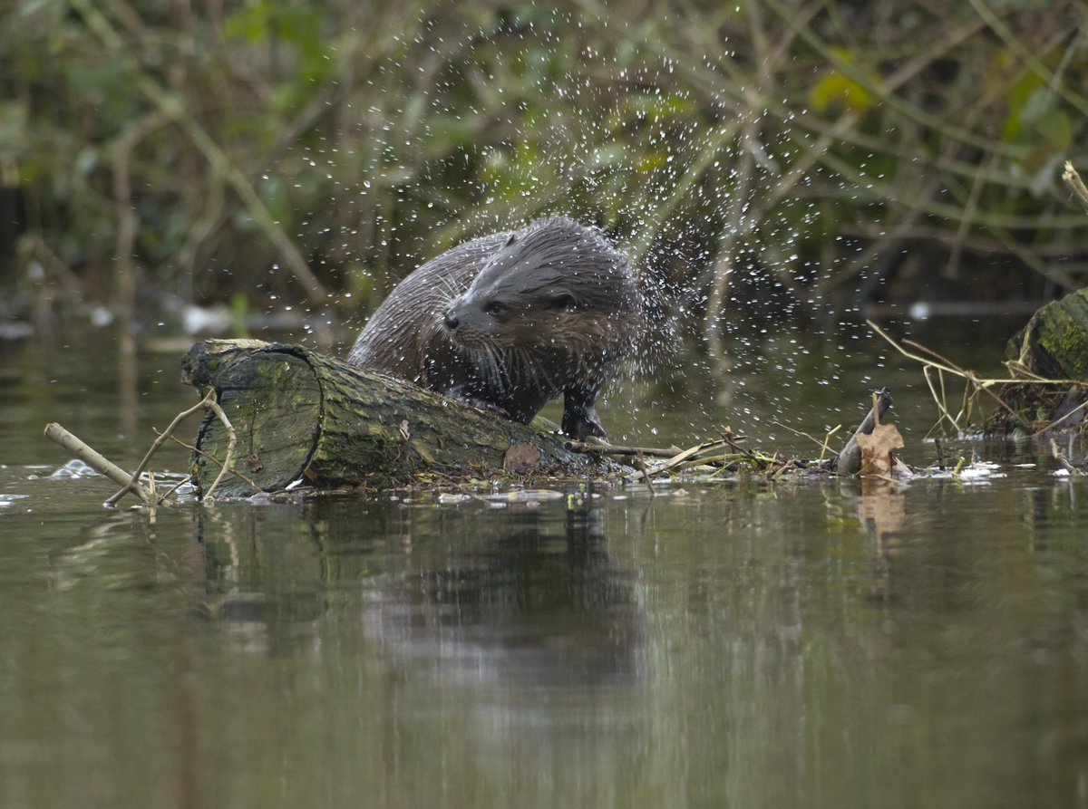 The region we serve is the second most challenged in terms of nature and the environment. As a water company, one of the best ways we can protect the environment is to reduce the amount of water we take from it. Find out more anglianwater.co.uk/about-us/our-s…