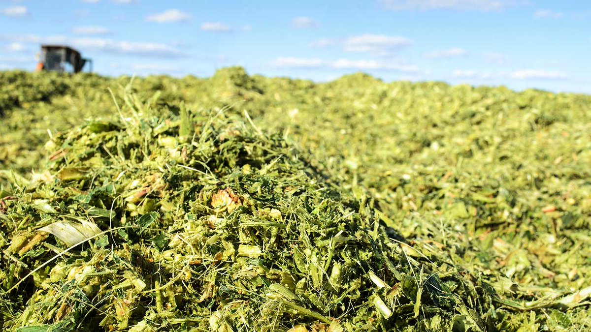 📢 Bilan du #maïs fourrage 2023

🌡 Des températures supérieures aux moyennes historiques
💧 Une bonne alimentation en eau

Les rendements fourrage ont été très bons !
➡ Moyenne nationale à 12.8 t/ha
➡ Supérieure de 2t à 2022

Direction notre Actu' 🌽👉bit.ly/actu-mais-bila…