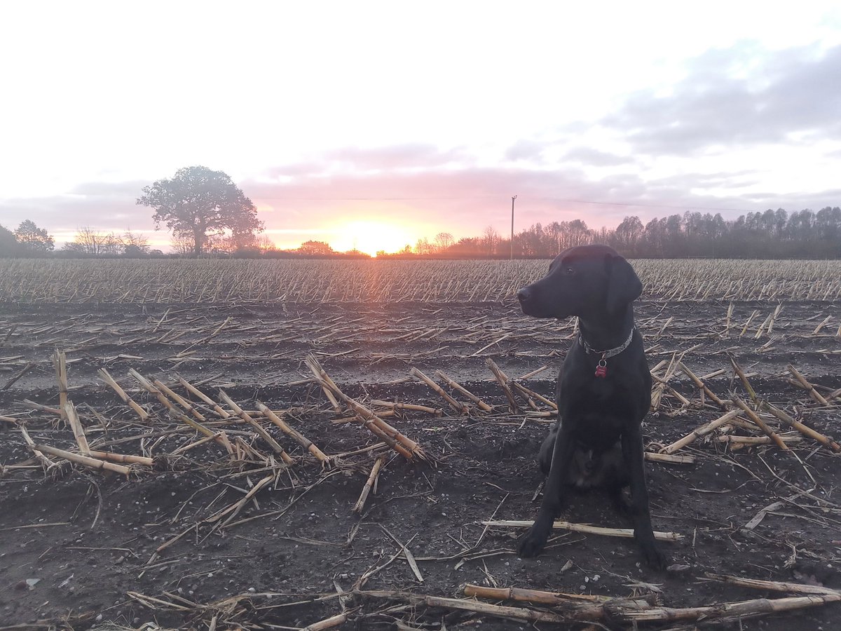 Steven Rogers tweet media