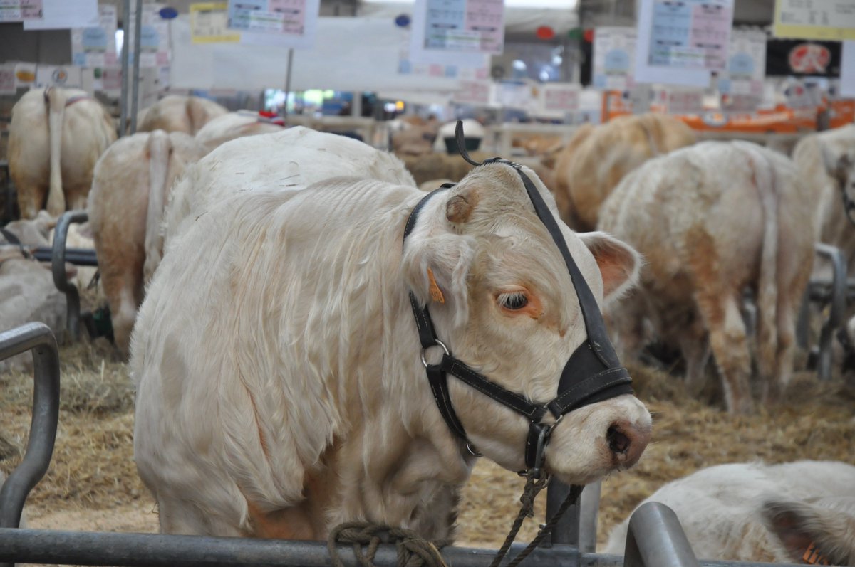 Bonjour à tous ! 👋
😍 On y est enfin, Tech Elevage vient d’ouvrir ses portes ! #Concours, #conférences, #innovations...Pas de panique, vous trouverez à l’entrée un stand d’accueil et de supers hôtes qui vous expliqueront tous les recoins du salon !