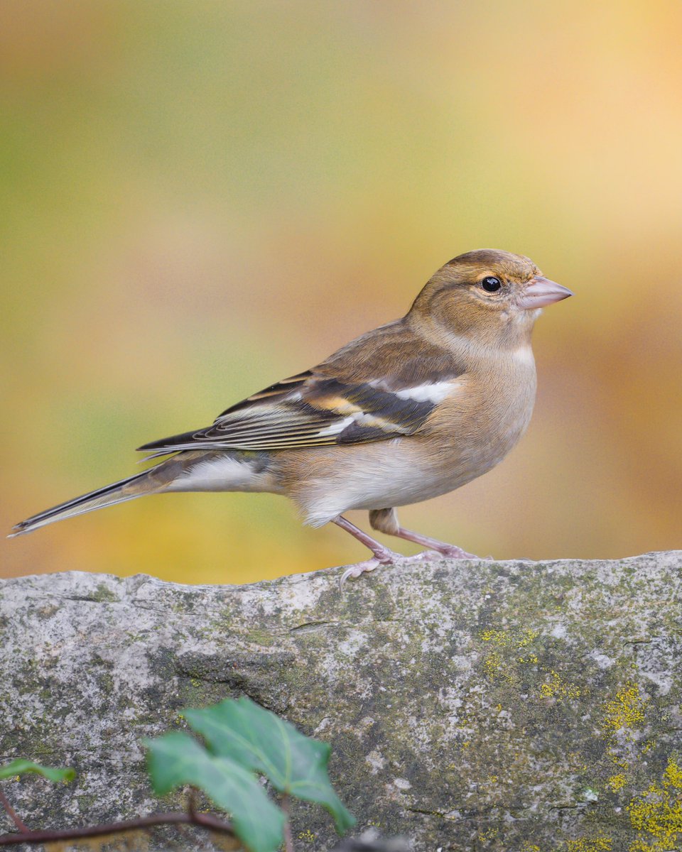 From today, a beautiful Chaffinch…