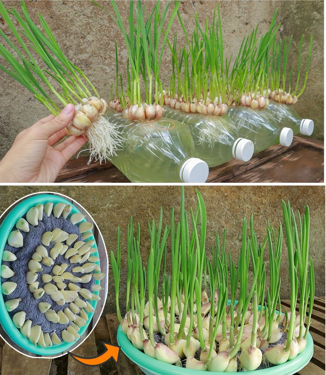 WorldlyHQ's tweet photo. How to grow ginger, garlic, and lemongrass at home. https://t.co/quiMRnMqUp