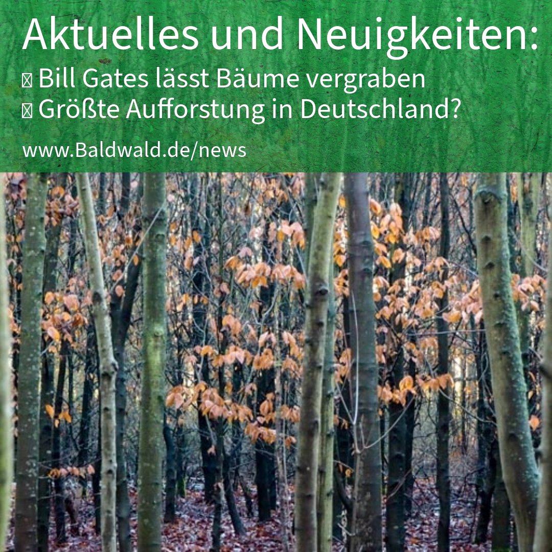 baldwald's tweet photo. Meldungen und Neuigkeiten zu Wald und Baum hier: https://t.co/vWlwCCX7rc
___
#wald #wälder #baum #bäume #trees #forest #natur #nature #meldungen #news #naturenews #forestnews #treenews https://t.co/KMJeT5RIla