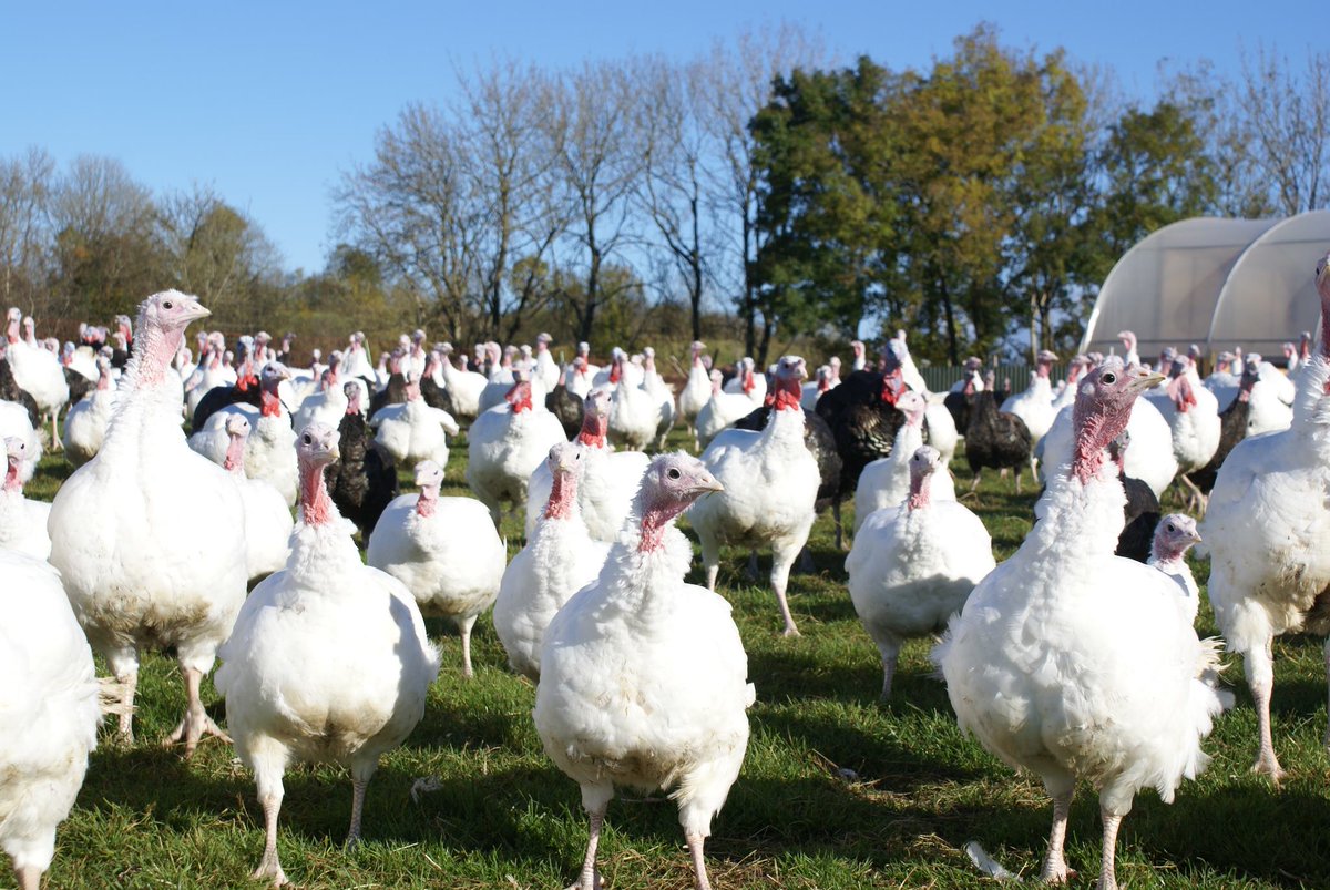 ➡️ The Indie Christmas Staples 🎄Everything from Turkey 🦃 and Ham 🐖 to Cheese 🧀 and Charcuterie 🙌

It's time to get those orders in! 📝

Collection from Comber HQ or 232 Ormeau Road on the 23rd and 24th of December  🎉

Full details ⬇️

indiefude.com/the-indie-chri…