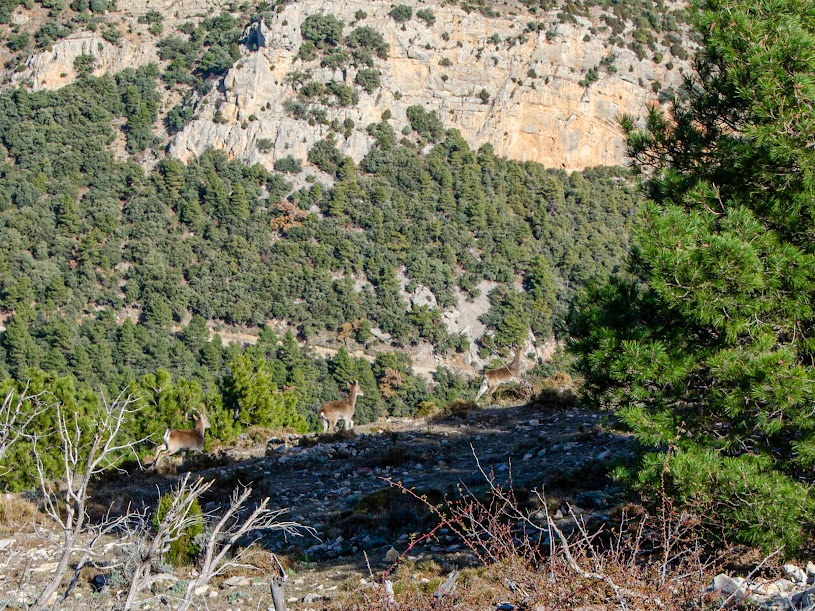 javix's tweet photo. Pujada al Marinet(1.466m) #Xodos #Alcalaten. Seguint en part el Camí dels Peregrins. Ruta molt xula i apta per a tots els públics https://t.co/YBJE9mBFUH