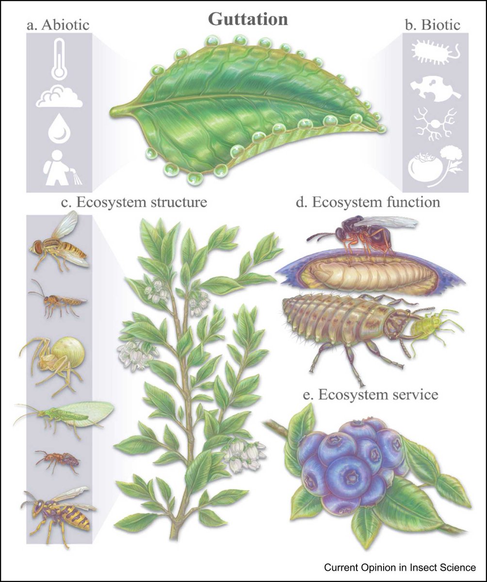 Our latest review highlights the use of plant guttation as a food source for natural enemies, with a particular emphasis on:

1. Nutritional value🌿💦🍴

2. Effects on Insect Communities🐝🦋🐞🪲🕷️

3. Potential in Conservation Biological Control🌳🌱🌿

sciencedirect.com/science/articl…