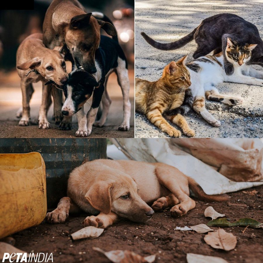 PetaIndia's tweet photo. जो लोग सामुदायिक जानवरों के साथ मारपीट कर क्रूरता करते हैं और दोषी पाये जाने पर वह अक्सर मामूली सा जुर्माना भरकर बच निकलते हैं। 'पशु क्रूरता निवारण अधिनियम, 1960' के तहत जानवरों पर अत्याचार का पहला दोष साबित होने पर महज़ 50 रुपये उच्चतम दंड का प्रावधान है।  

आपके पास इसे बदलने की ताकत है, यहाँ देखिये कैसे - https://t.co/WRBzIsvU5t 

#PETA