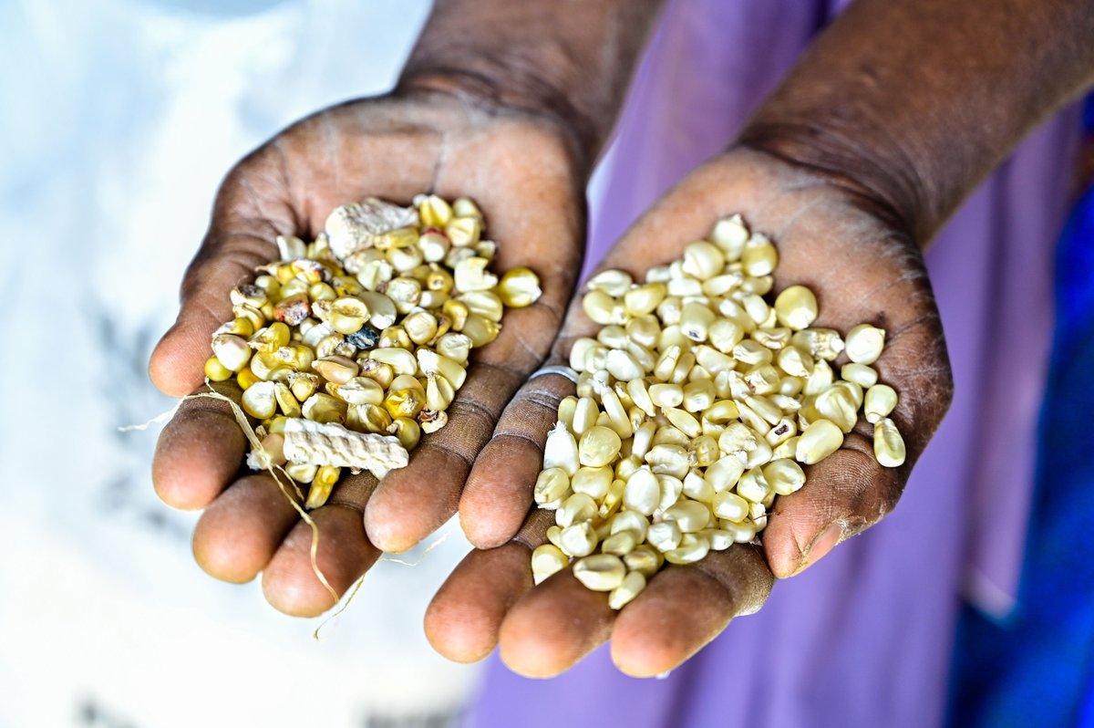 FtF Nigeria Agribusiness Investment Activity tweet media