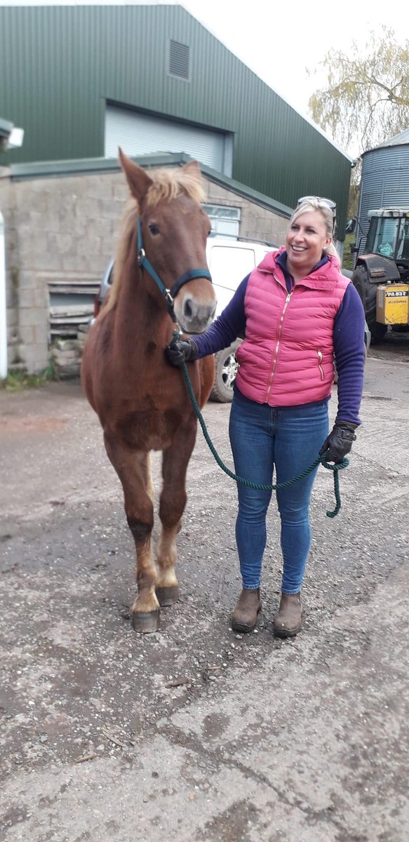 Rabbitminiature's tweet photo. So our Small Human has bought another horse… we were all bouncing around thinking it was another small but no…No a Suffolk Punch!! I mean what am I going to do with her? Bite her ankles? #wilmathesuffolk https://t.co/fljt2p5IaE