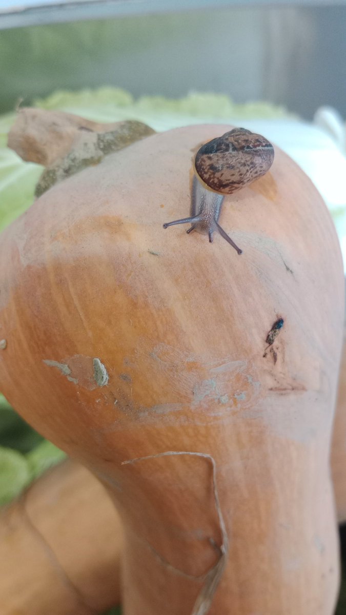 Si te encuentras un caracol en la verduras es que todo va bien. No queremos pesticidas, ni comida "basura" tan limpia que no cuida nuestros cuerpos ni nuestras tierras y territorios.#agroekofeminismo #cuidados #agroecología