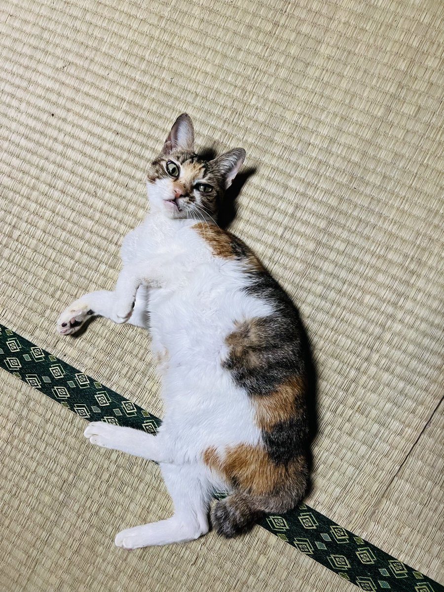 deko_jazz's tweet photo. こんなに人懐っこい猫は初めてだ
#保護猫 https://t.co/Uit4MPzTSb