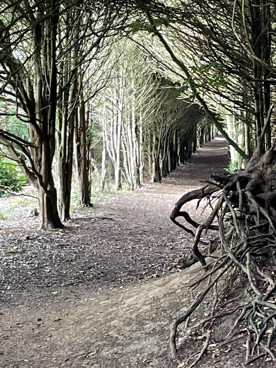 #NationalTreeWeek An inviting avenue at Polesden Lacey.