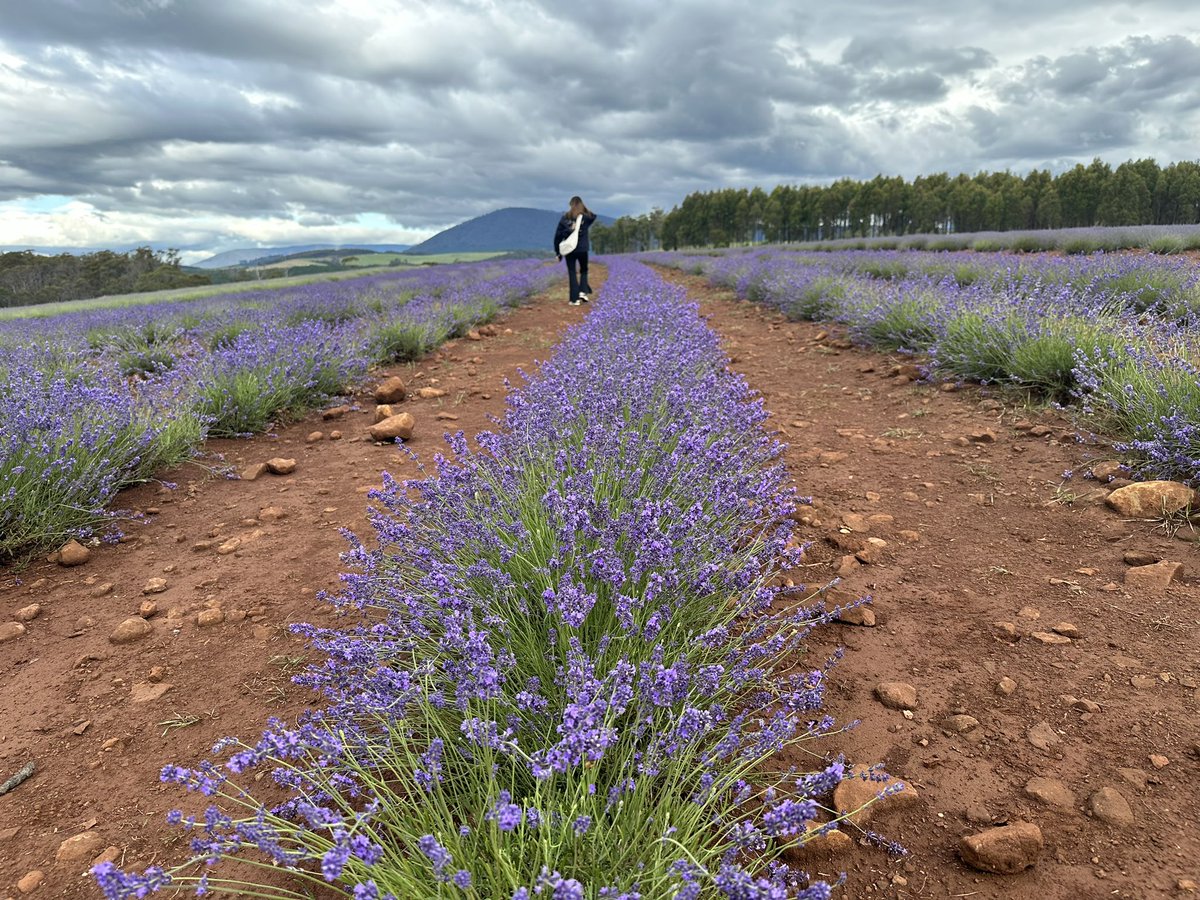 Looks like a little purple is on the way.  Tuesday Nov 28th
#tasmanian #tasmania #nofilter #discovertasmania #lavender #lavenderfields <a href="/Australia/">Australia</a> <a href="/7tasnews/">7 Tasmania News</a> <a href="/NthEastTasmania/">North East Tasmania</a> <a href="/VisitNorthTas/">Visit Northern Tasmania</a> <a href="/belindakingtas/">Belinda King</a> <a href="/CityLaunceston/">City of Launceston</a> <a href="/tasmania/">Discover Tasmania</a>