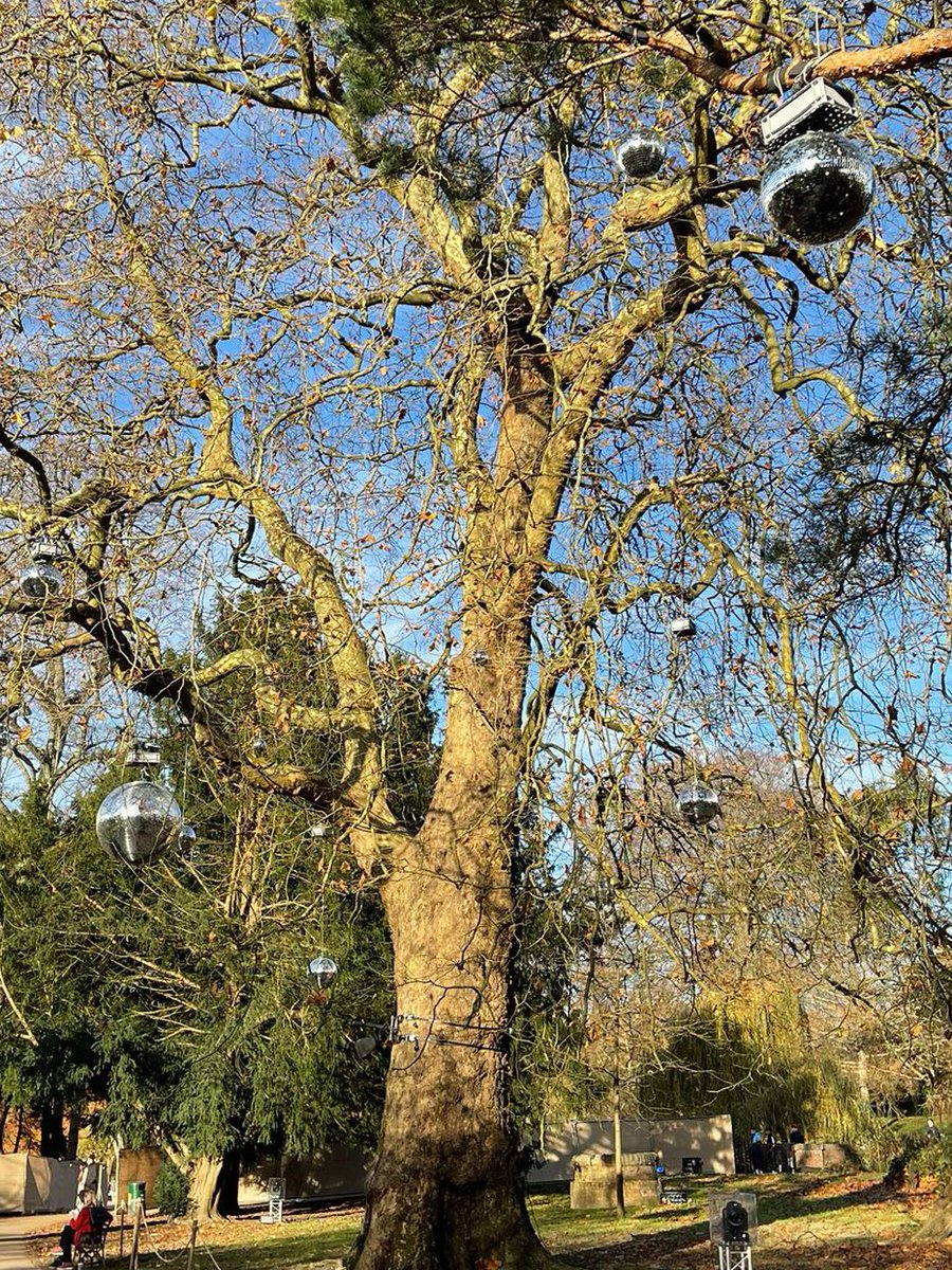 Bute Park in Cardiff with disco balls as baubles 🪩 

#thicktrunktuesday #treeclub #Cardiff #ButePark #Wales #Christmas #TuesdayMotivaton #TuesdayMorning #nature