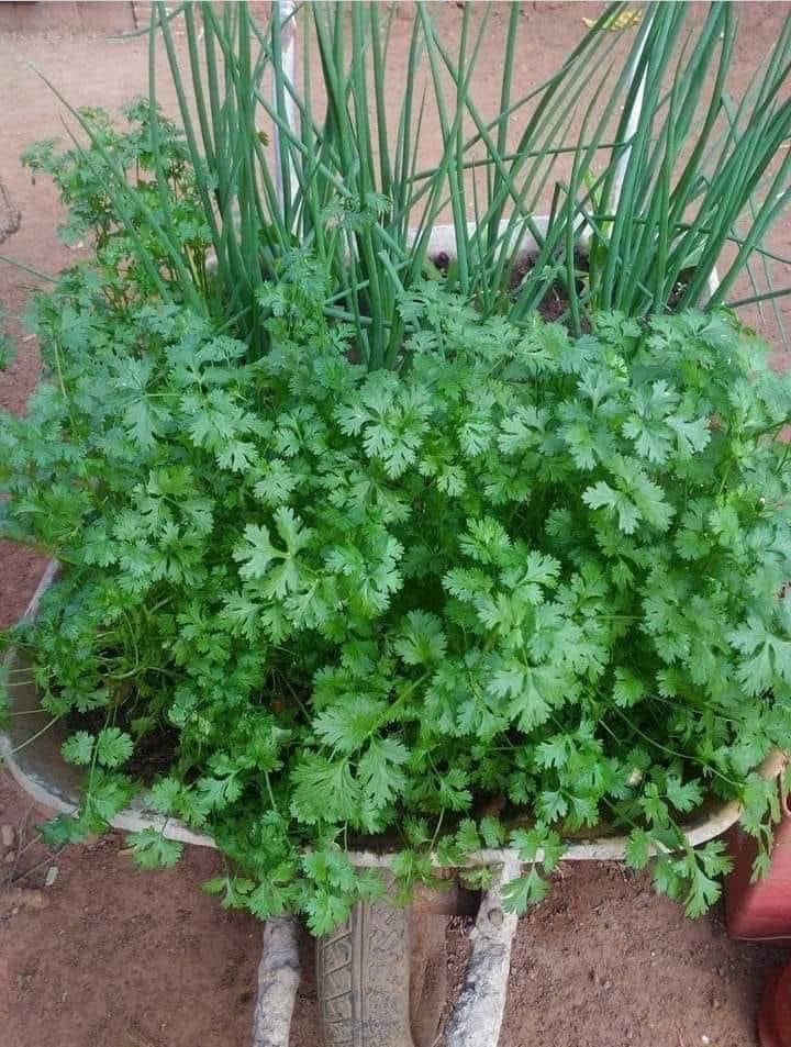 Mtbr3829's tweet photo. #Coriander_Plants 🌱🍃
#AtMyHome 🌱🍃🌿 https://t.co/jgjAHHzi3y