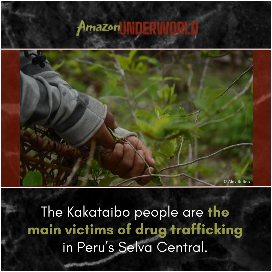 The growth of coca cultivation in the Peruvian Amazon over the past 20 years has led to increasing violence against the Kakataibo people. Since 2020, 4 leaders have been assassinated & the Kakataibo have organized Indigenous guards to protect their territory. #AmazonUnderworld