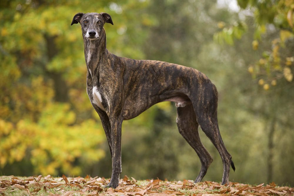 li_dela's tweet photo. Ricky Banes 🔁 A Greyhound https://t.co/9kG5V2Hpc0