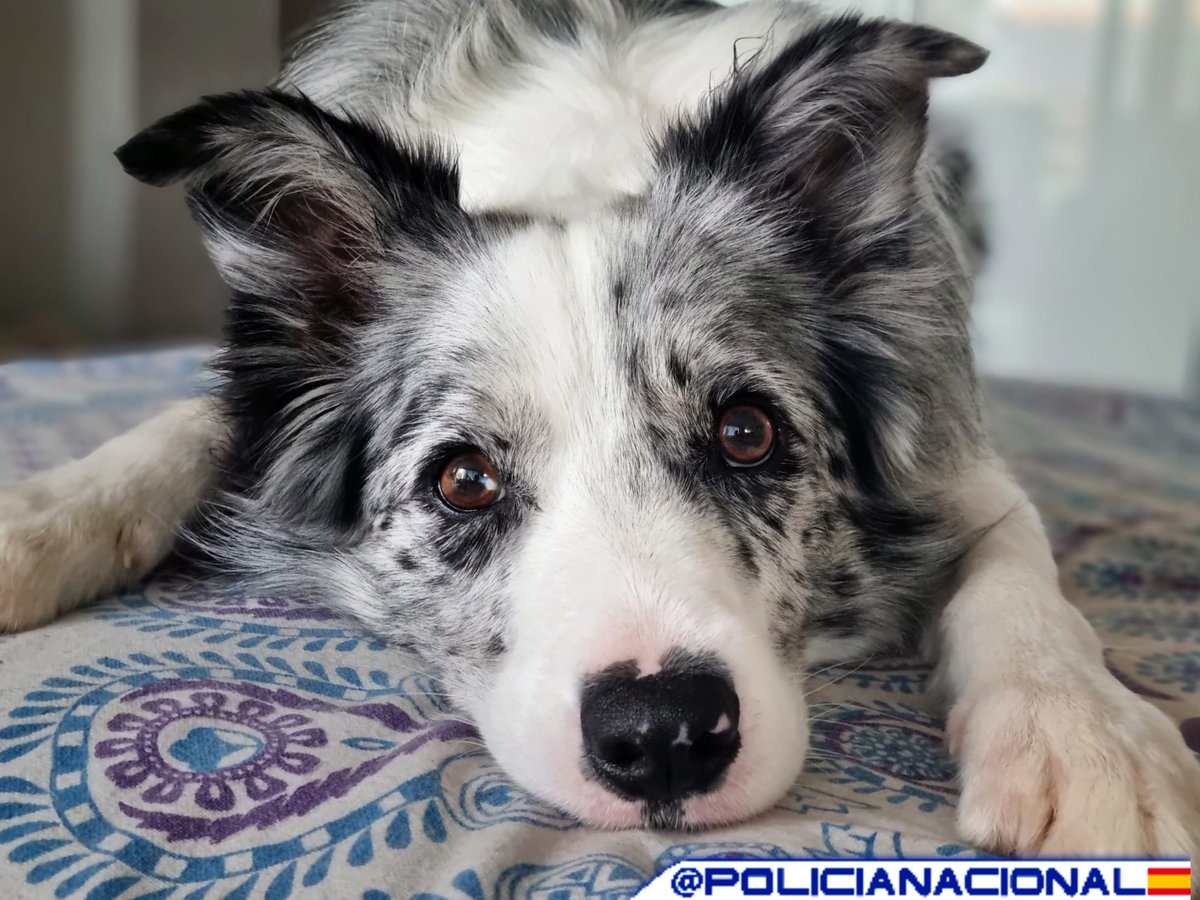 policia's tweet photo. Época de pensar en los regalos de #Navidad🎄

Este año tienes el regalo perfecto✅

La mascota que tu familia lleva tanto tiempo esperando🐈🐕

Pues hay algo que tienes que tener claro 

✖️NO son un juguete ✖️

ABANDONO 🟰 DELITO

Ellos nunca lo harían 💙 https://t.co/rjM5efwF5S